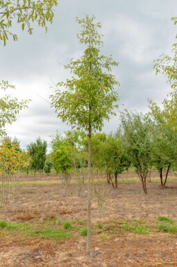 Malus toringo 'Brouwers Beauty' hochstamm