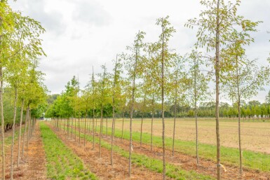 Malus toringo 'Brouwers Beauty' hochstamm 10/12