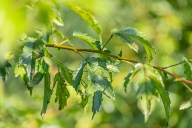 Malus toringo 'Brouwers Beauty' hochstamm 10/12