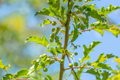 Malus toringo 'Brouwers Beauty' hochstamm 10/12