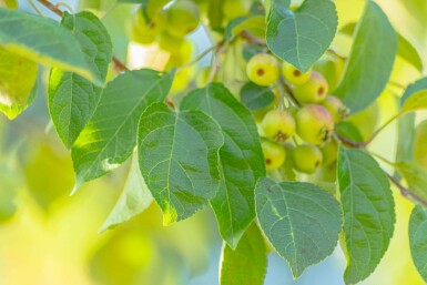 Malus tschonoskii