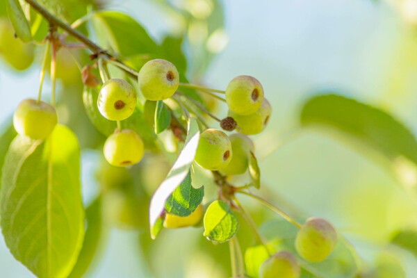 Malus tschonoskii