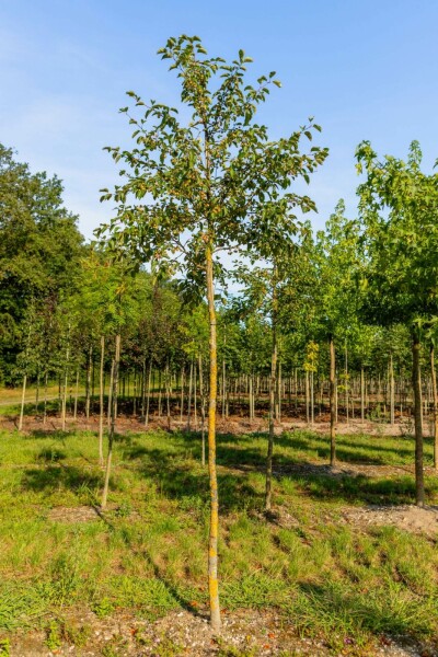 Malus tschonoskii hochstamm 14/16