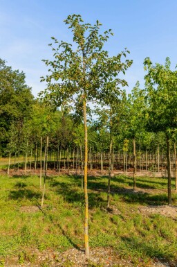 Malus tschonoskii hochstamm