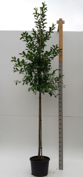 Malus 'Evereste' hochstamm 6/8