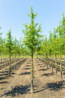 Malus 'Evereste' hochstamm