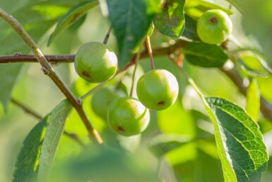 Malus 'Evereste' hochstamm 6/8