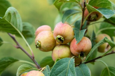 Malus 'Evereste' hochstamm 6/8