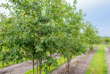 Malus 'Evereste' mehrstämmig