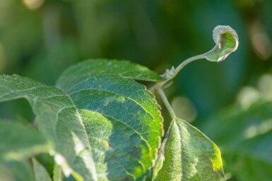 Malus 'Evereste' mehrstämmig 200-250