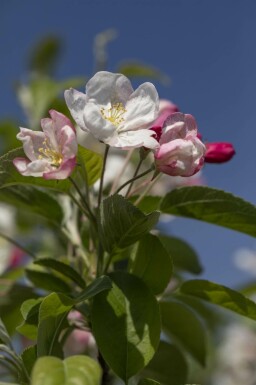 Malus 'Evereste' mehrstämmig 200-250