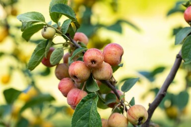 Malus 'Evereste' mehrstämmig 200-250