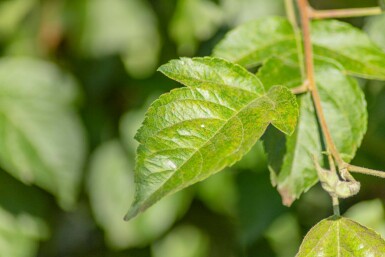 Malus 'Evereste' halbstamm 120cm Stamm