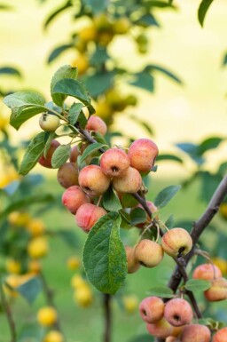 Malus 'Evereste' halbstamm 120cm Stamm