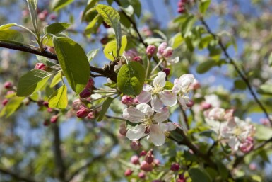 Malus 'Evereste' halbstamm 120cm Stamm