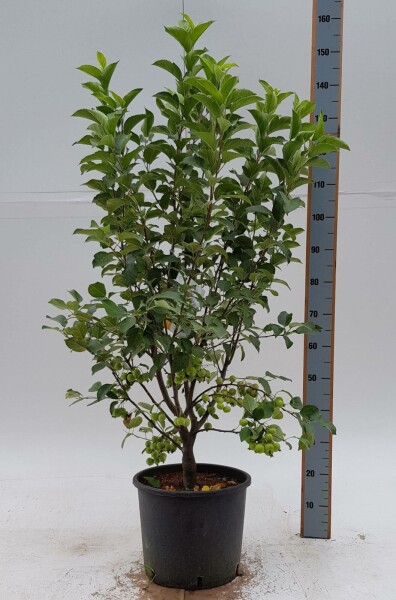 Malus 'Evereste' strauch 60-80