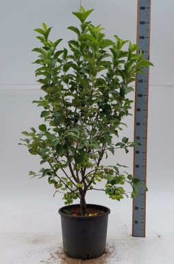 Malus 'Evereste' strauch