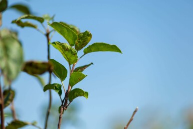 Malus 'Evereste' strauch