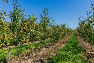 Malus 'Evereste' strauch 60-80