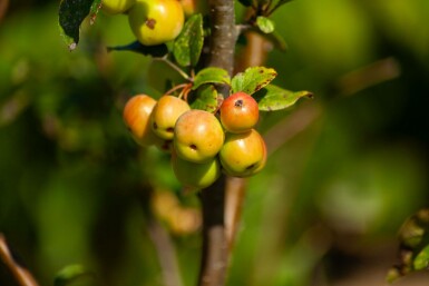 Malus 'Evereste' strauch 60-80