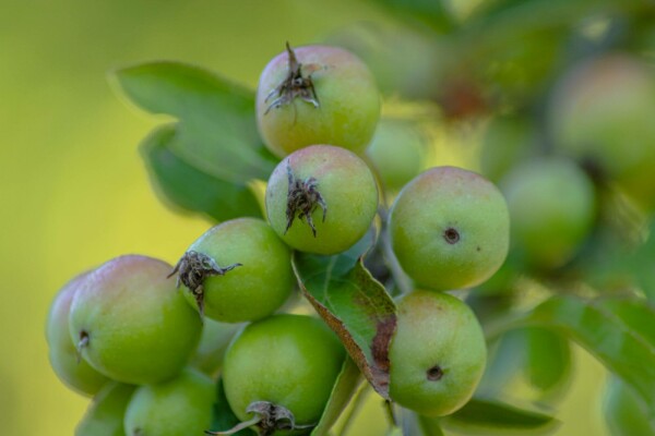 Malus 'Golden Hornet'