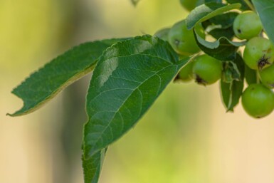 Malus 'Golden Hornet' hochstamm 10/12