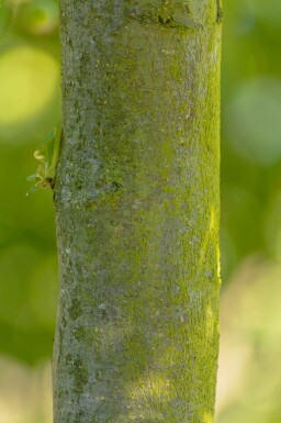 Malus 'Golden Hornet' hochstamm 10/12