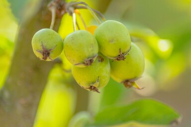 Malus 'Golden Hornet' hochstamm 10/12