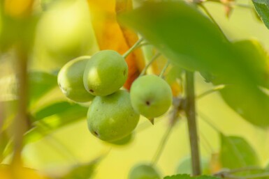 Malus 'Golden Hornet' hochstamm 10/12