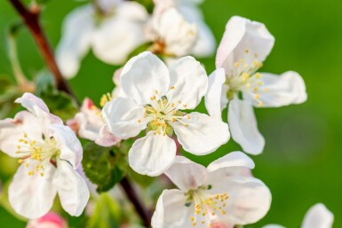 Malus 'Golden Hornet' hochstamm 10/12