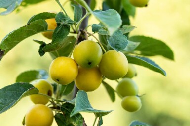 Malus 'Golden Hornet' hochstamm 10/12