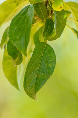 Malus 'Professor Sprenger'