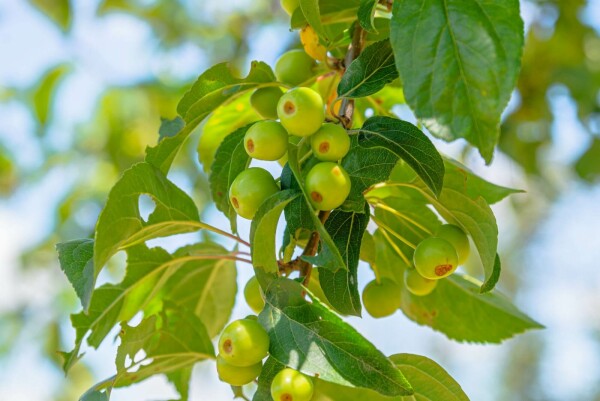 Malus 'Professor Sprenger'