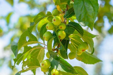 Malus 'Professor Sprenger' hochstamm 12/14