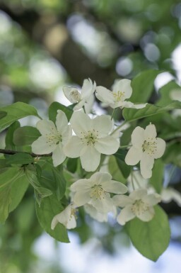 Malus 'Professor Sprenger' hochstamm 12/14