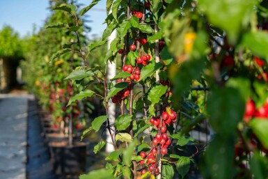 Malus 'Red Obelisk'