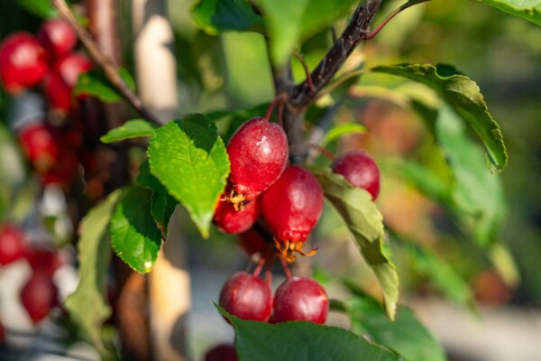 Malus 'Red Obelisk'