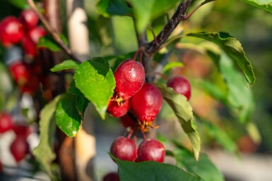 Malus 'Red Obelisk' hochstamm