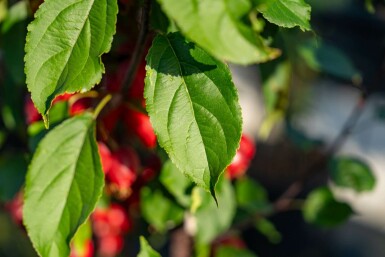 Malus 'Red Obelisk' hochstamm