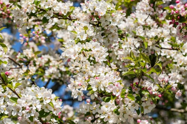 Malus 'Red Sentinel'