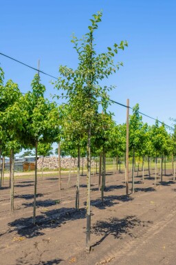 Malus 'Red Sentinel' hochstamm