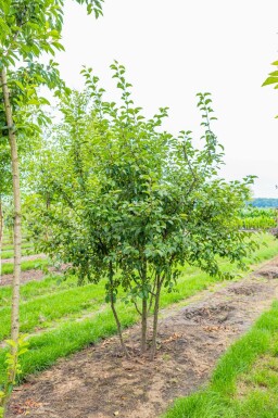 Malus 'Red Sentinel' mehrstämmig