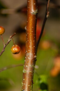 Malus 'Red Sentinel' mehrstämmig 200-250