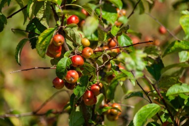 Malus 'Red Sentinel' mehrstämmig 200-250