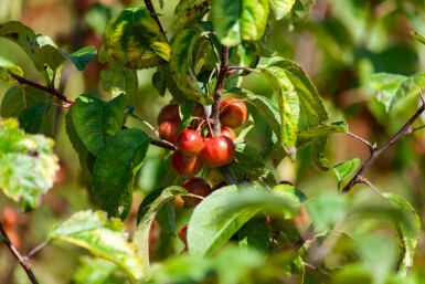 Malus 'Red Sentinel' mehrstämmig 200-250