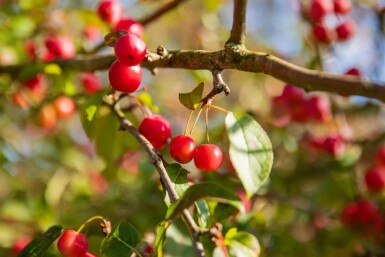 Malus 'Red Sentinel' dachform 10/12 240cm Stamm 120x120