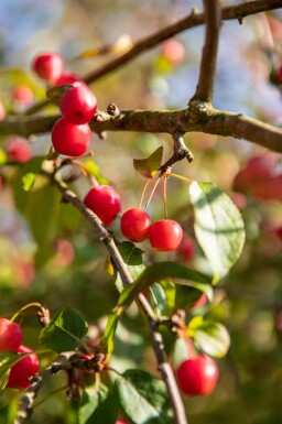 Malus 'Red Sentinel' dachform 10/12 240cm Stamm 120x120