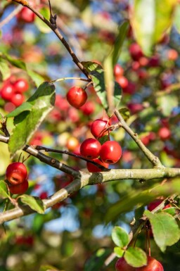 Malus 'Red Sentinel' dachform 10/12 240cm Stamm 120x120