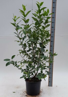 Malus 'Red Sentinel' strauch 60-80