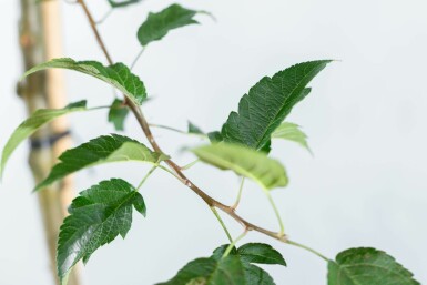 Malus 'Red Sentinel' strauch